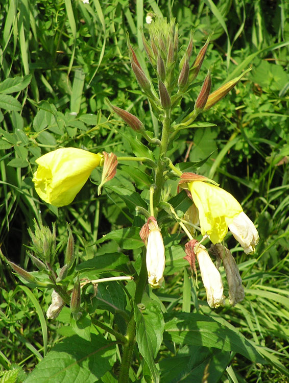 Gewöhnliche Nachtkerze, Oenothera biennis